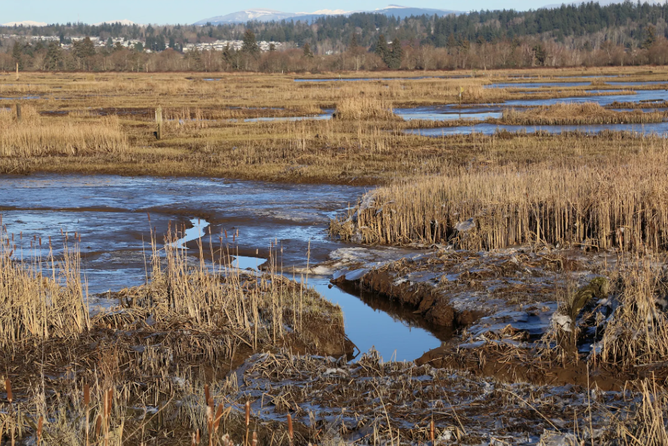 Winter wetland landscape with muddy tidal channels winding through dried cattails and marsh grasses. Patches of shallow water reflect the sky, with a tree line and snow-dusted mountains visible in the distance under clear daylight.